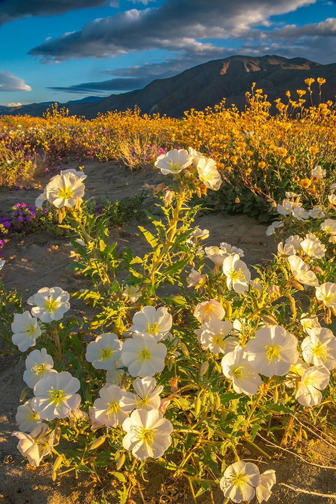 USA, California, Anza Borrego Desert State Park. Blooming desert flowers. art print by Jaynes Gallery for $57.95 CAD
