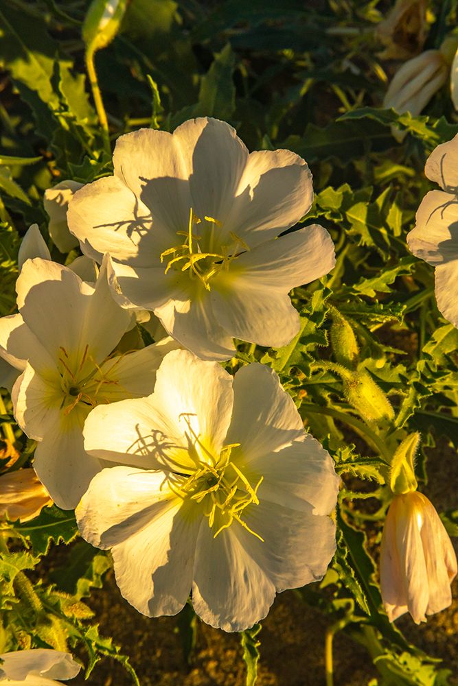 USA, California, Anza Borrego Desert State Park. Blooming evening primrose flowers. art print by Jaynes Gallery for $57.95 CAD