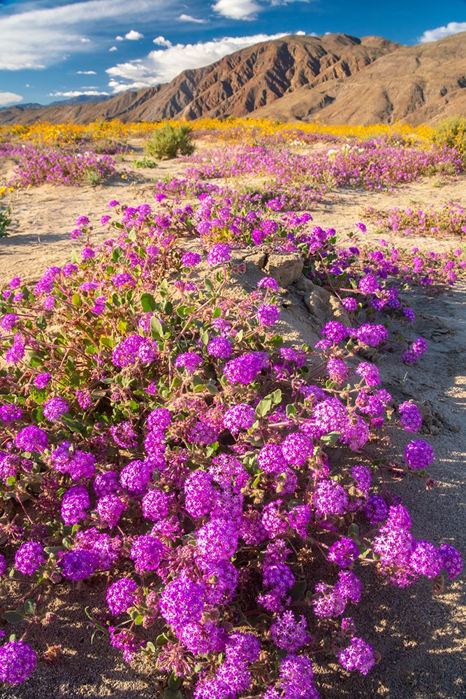 USA, California, Anza Borrego Desert State Park. Blooming verbena and goldfields flowers. art print by Jaynes Gallery for $57.95 CAD