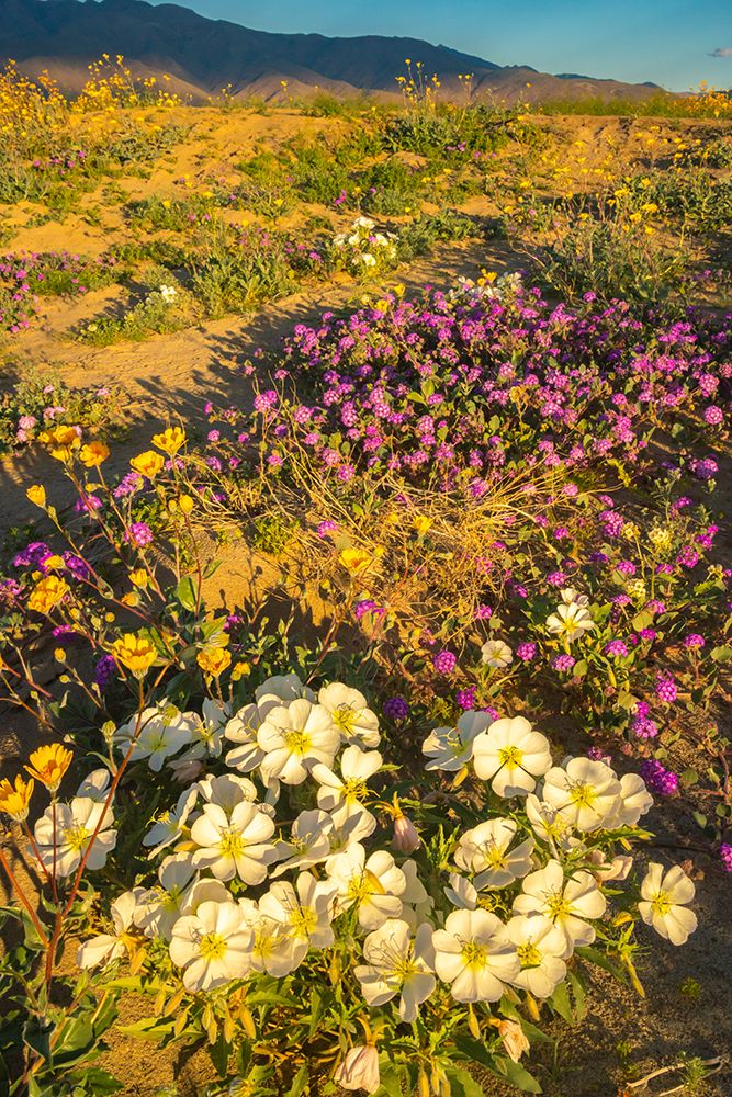 USA, California, Anza Borrego Desert State Park. Blooming desert flowers. art print by Jaynes Gallery for $57.95 CAD