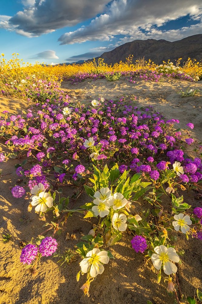 USA, California, Anza Borrego Desert State Park. Blooming desert flowers. art print by Jaynes Gallery for $57.95 CAD