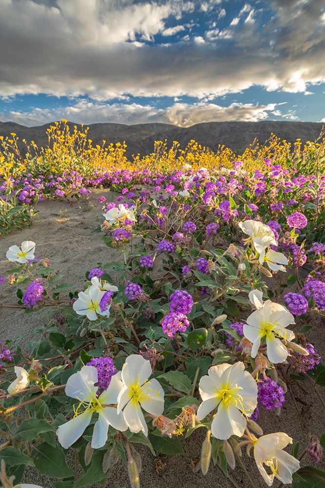 USA, California, Anza Borrego Desert State Park. Blooming desert flowers. art print by Jaynes Gallery for $57.95 CAD