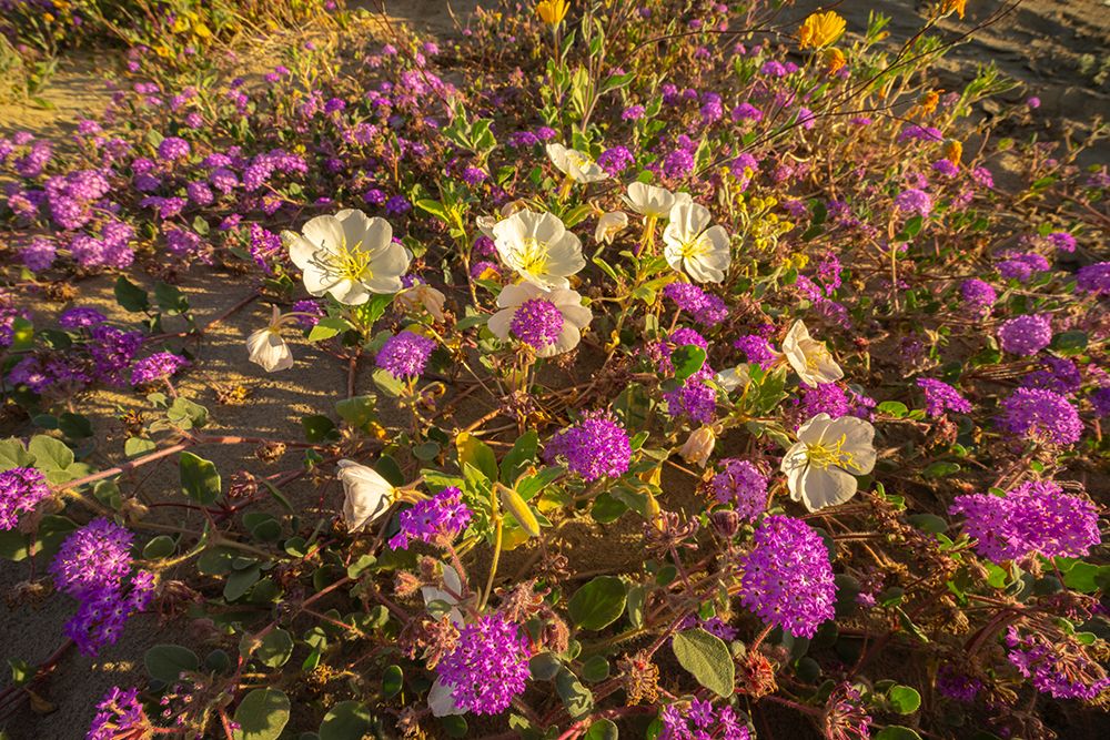 USA, California, Anza Borrego Desert State Park. Blooming desert flowers. art print by Jaynes Gallery for $57.95 CAD