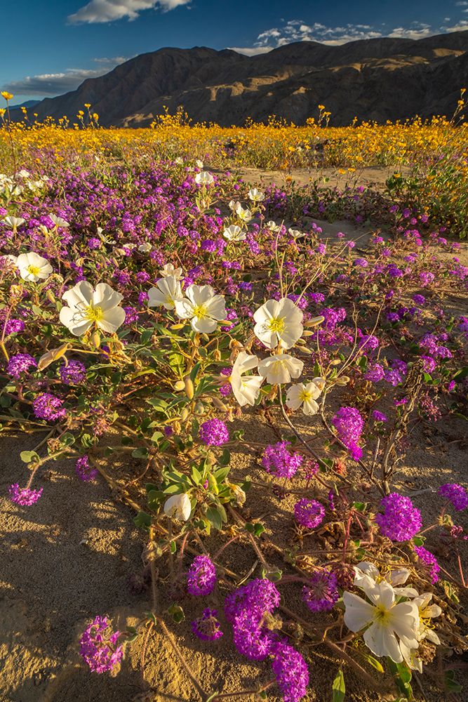 USA, California, Anza Borrego Desert State Park. Blooming desert flowers. art print by Jaynes Gallery for $57.95 CAD