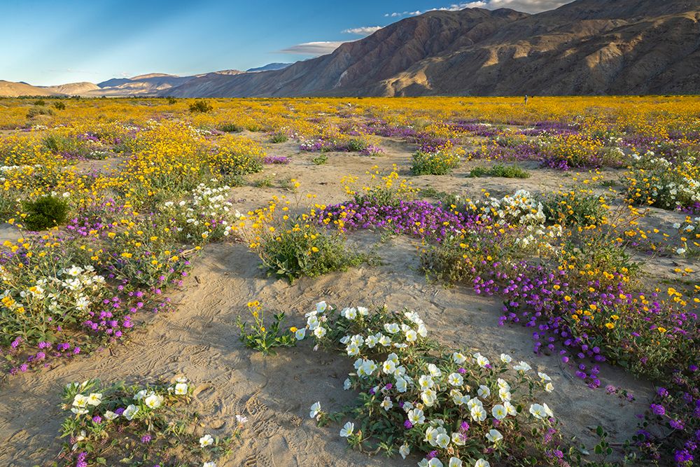 USA, California, Anza Borrego Desert State Park. Blooming desert flowers. art print by Jaynes Gallery for $57.95 CAD