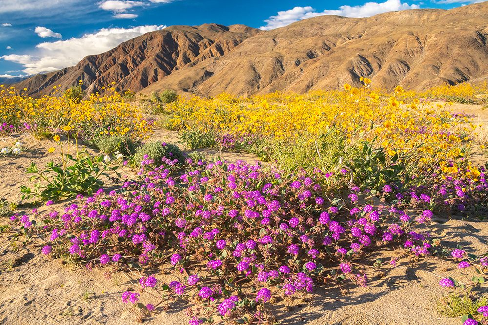 USA, California, Anza Borrego Desert State Park. Blooming verbena and goldfields flowers. art print by Jaynes Gallery for $57.95 CAD