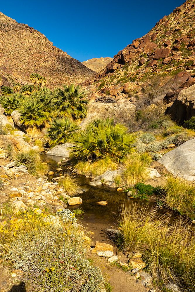 USA, California, Anza Borrego Desert State Park. Palm trees and creek. art print by Jaynes Gallery for $57.95 CAD