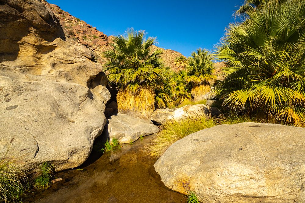 USA, California, Anza Borrego Desert State Park. Palm Oasis in desert. art print by Jaynes Gallery for $57.95 CAD
