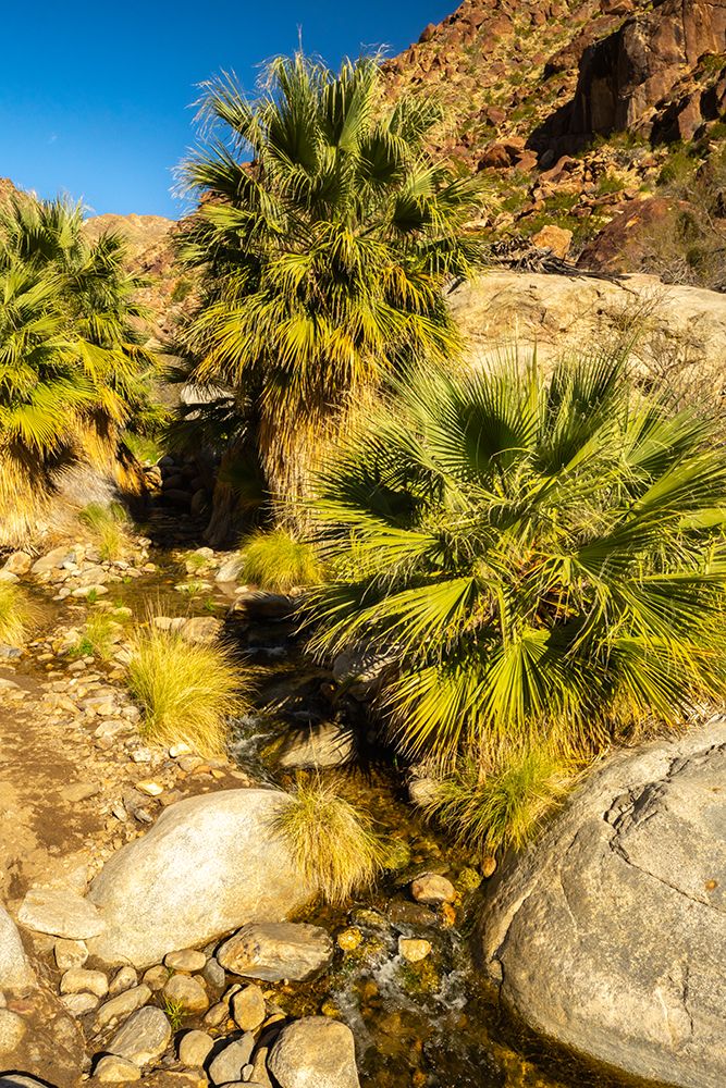 USA, California, Anza Borrego Desert State Park. Palm Oasis in desert. art print by Jaynes Gallery for $57.95 CAD