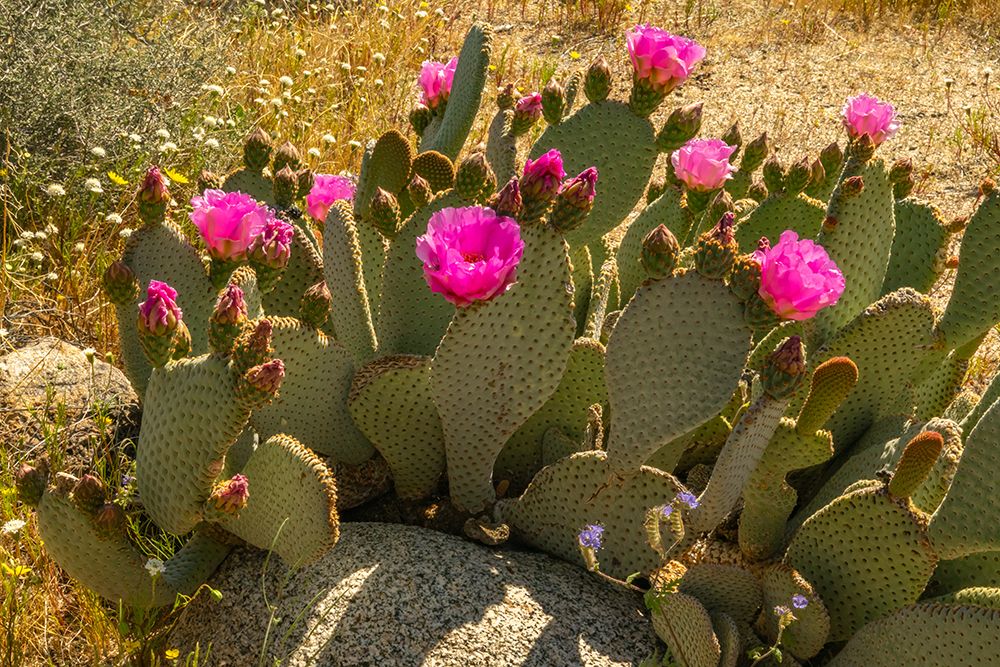 USA, California, Anza Borrego Desert State Park. Blooming beavertail cactus close-up. art print by Jaynes Gallery for $57.95 CAD