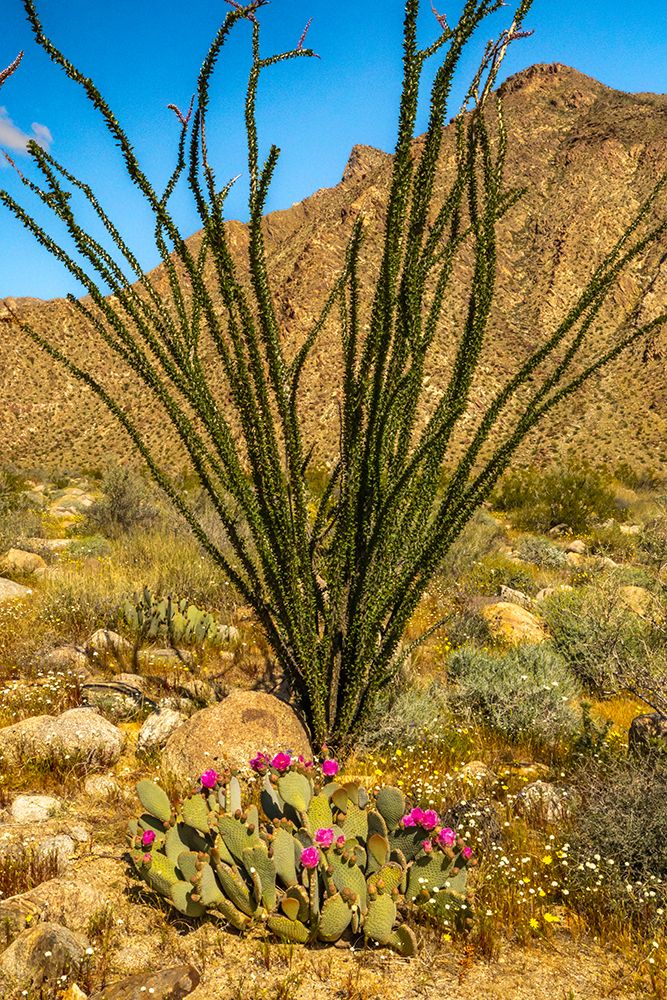 USA, California, Anza Borrego Desert State Park. Blooming beavertail cactus and ocotillo plant. art print by Jaynes Gallery for $57.95 CAD