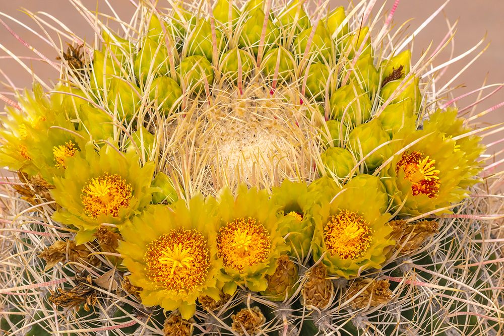 USA, California, Anza Borrego Desert State Park. Barrel cactus blossoms close-up. art print by Jaynes Gallery for $57.95 CAD