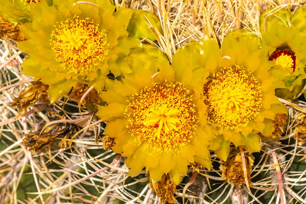 USA, California, Anza Borrego Desert State Park. Barrel cactus blossoms close-up. art print by Jaynes Gallery for $57.95 CAD