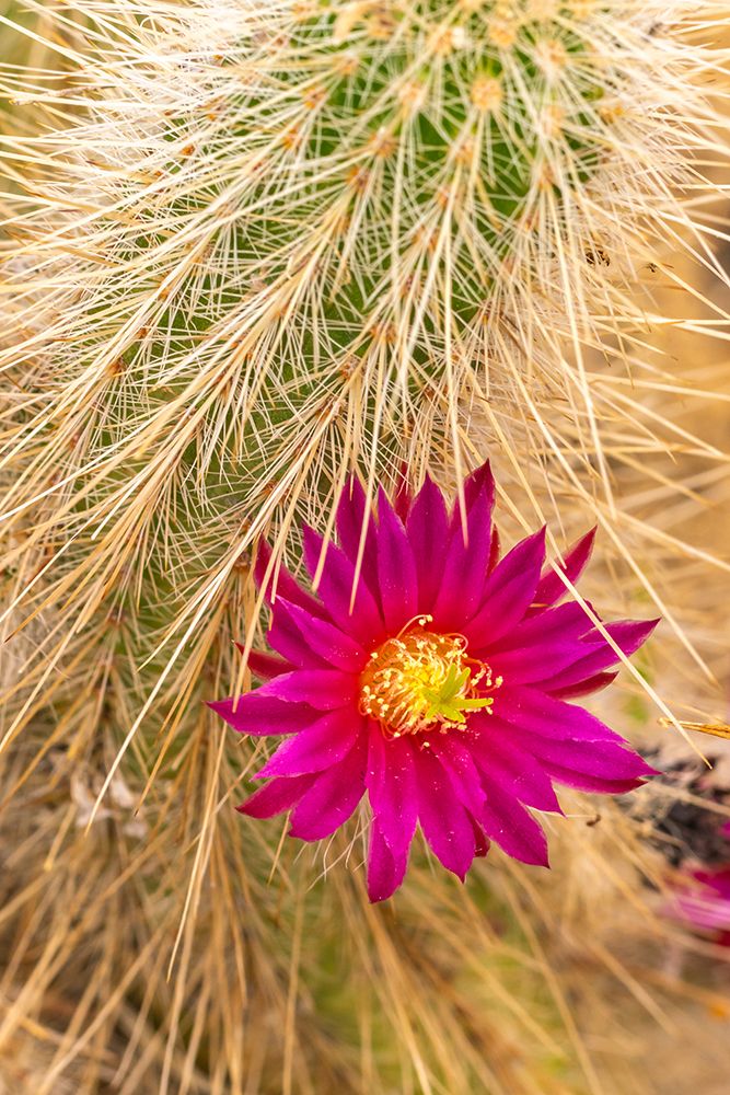 USA, California, Anza Borrego Desert State Park. Beavertail cactus blossom close-up. art print by Jaynes Gallery for $57.95 CAD