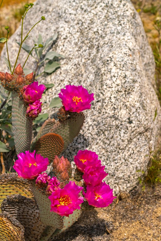 USA, California, Anza Borrego Desert State Park. Beavertail cactus blossom close-up. art print by Jaynes Gallery for $57.95 CAD