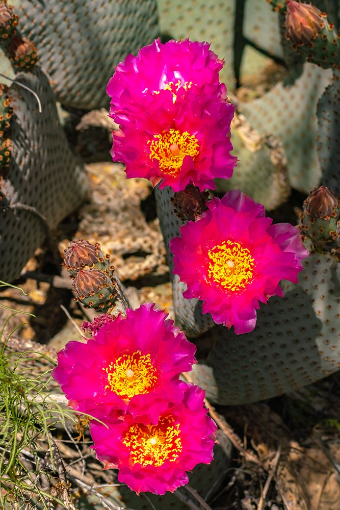 USA, California, Anza Borrego Desert State Park. Beavertail cactus blossom close-up. art print by Jaynes Gallery for $57.95 CAD