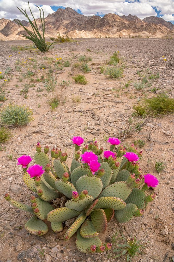 USA, California. Blooming beavertail cactus and Chocolate Mountains. art print by Jaynes Gallery for $57.95 CAD