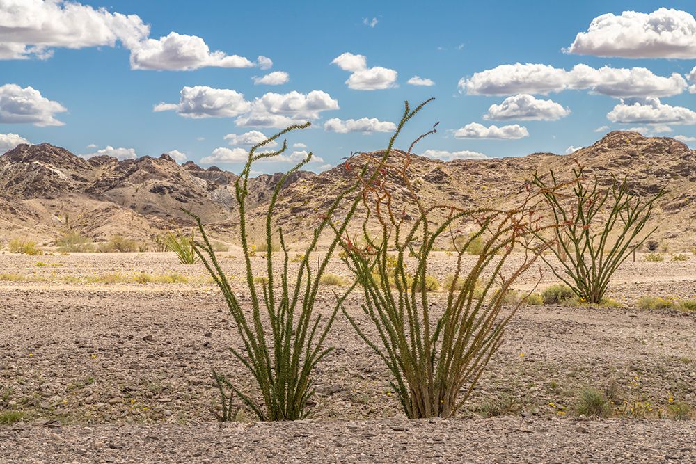 USA, California, Chocolate Mountains. Blooming ocotillo cactus and mountain. art print by Jaynes Gallery for $57.95 CAD