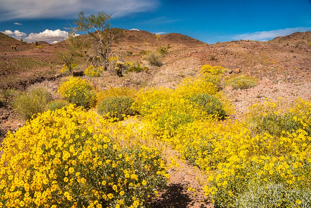 USA, California. Blooming brittlebush and Chocolate Mountains. art print by Jaynes Gallery for $57.95 CAD