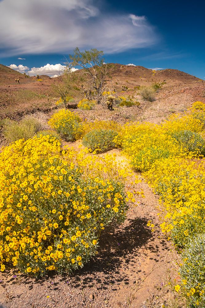 USA, California. Blooming brittlebush and Chocolate Mountains. art print by Jaynes Gallery for $57.95 CAD