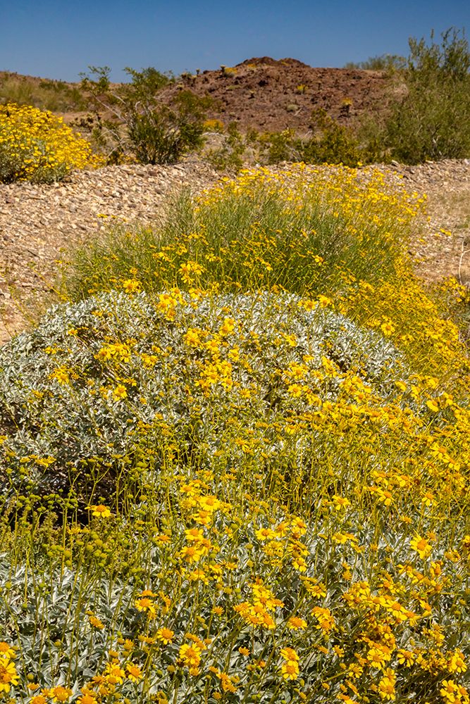 USA, California. Blooming brittlebush and Chocolate Mountains. art print by Jaynes Gallery for $57.95 CAD