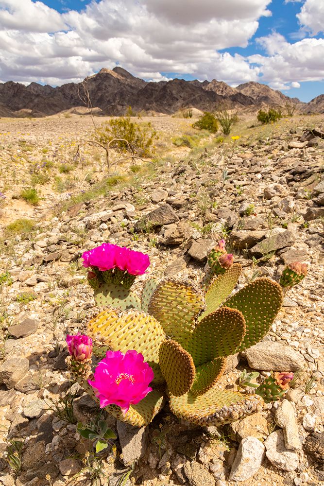 USA, California. Blooming beavertail cactus and Chocolate Mountains. art print by Jaynes Gallery for $57.95 CAD