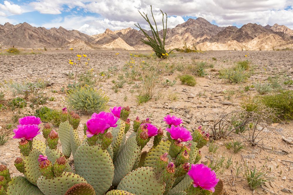 USA, California. Blooming beavertail cactus and Chocolate Mountains. art print by Jaynes Gallery for $57.95 CAD