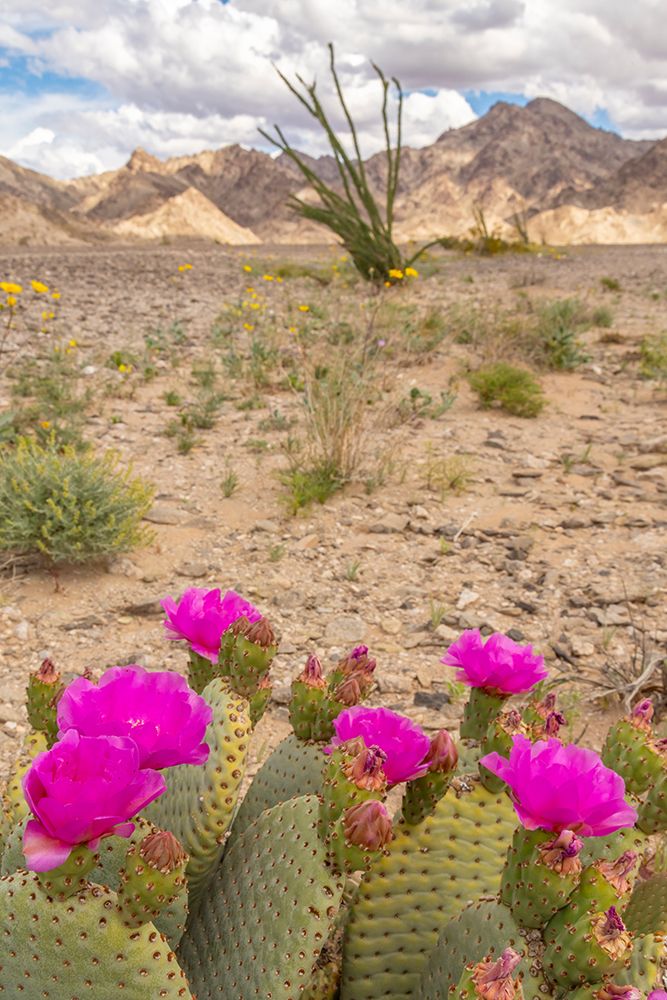 USA, California. Blooming beavertail cactus and Chocolate Mountains. art print by Jaynes Gallery for $57.95 CAD