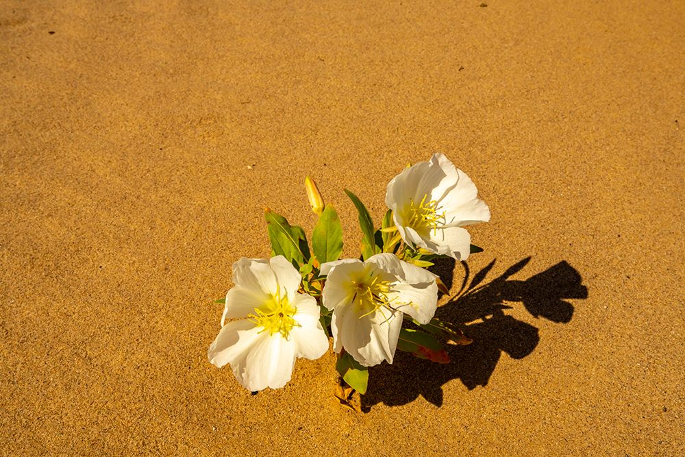 USA, California, Imperial Sand Dunes Recreation Area. Close-up of evening primrose flowers in sand. art print by Jaynes Gallery for $57.95 CAD