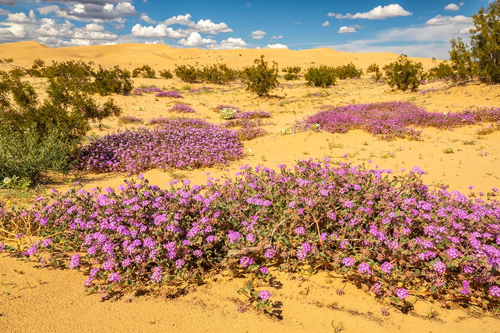 USA, California, Imperial Sand Dunes Recreation Area. Blooming verbena flowers. art print by Jaynes Gallery for $57.95 CAD
