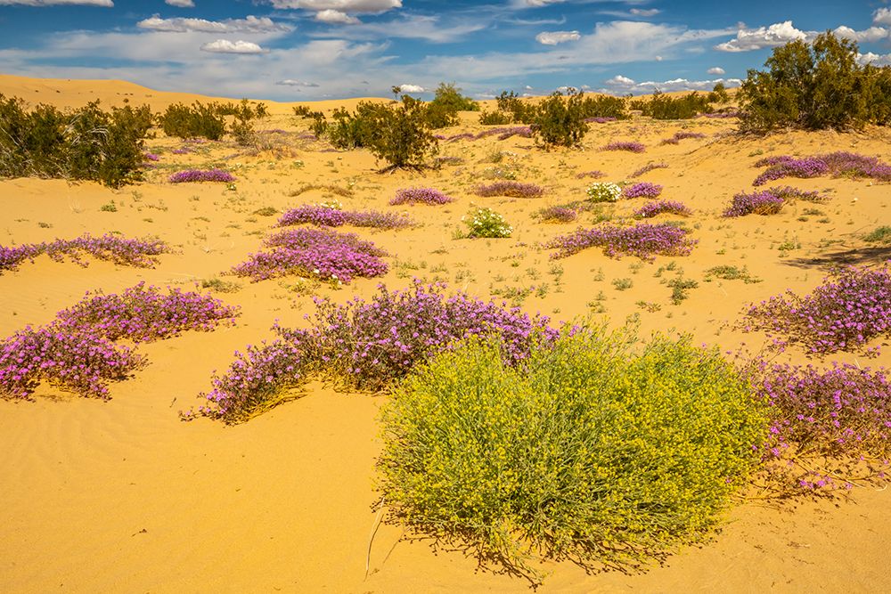USA, California, Imperial Sand Dunes Recreation Area. Blooming verbena flowers. art print by Jaynes Gallery for $57.95 CAD