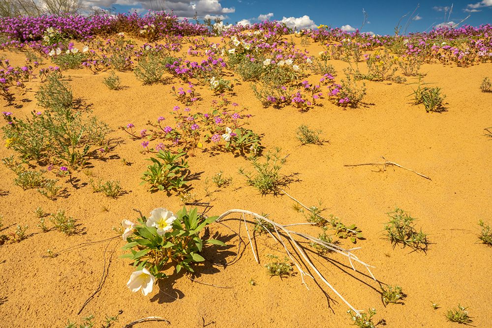 USA, California, Imperial Sand Dunes Recreation Area. Blooming verbena and evening primrose flowers art print by Jaynes Gallery for $57.95 CAD