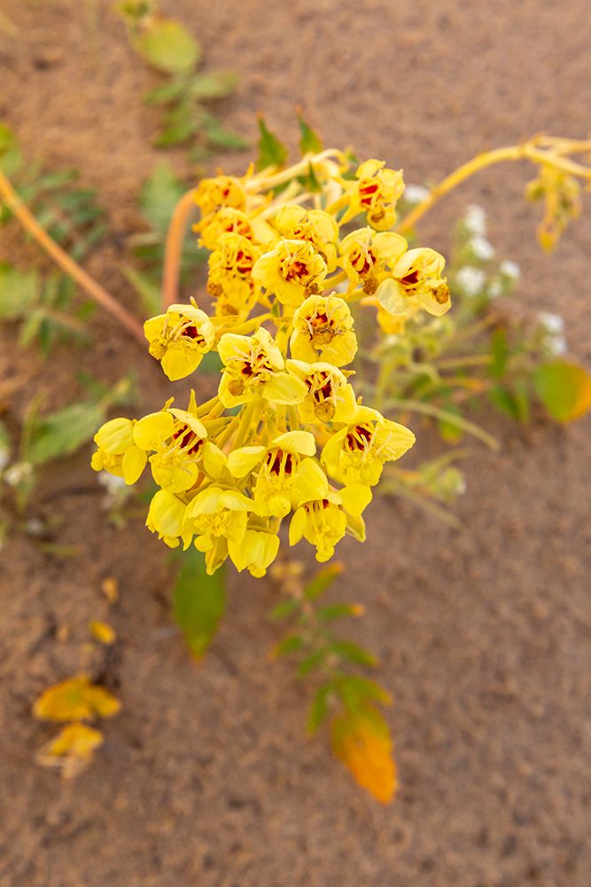 USA, California, Imperial Sand Dunes Recreation Area. Close-up of brown-eyed primrose flowers. art print by Jaynes Gallery for $57.95 CAD