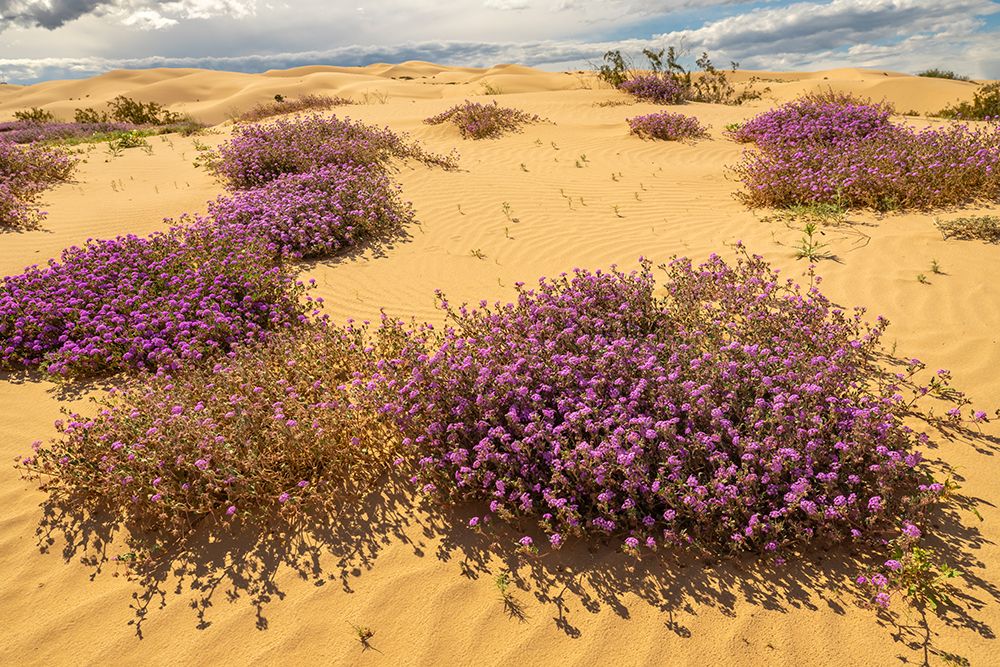 USA, California, Imperial Sand Dunes Recreation Area. Blooming verbena flowers. art print by Jaynes Gallery for $57.95 CAD