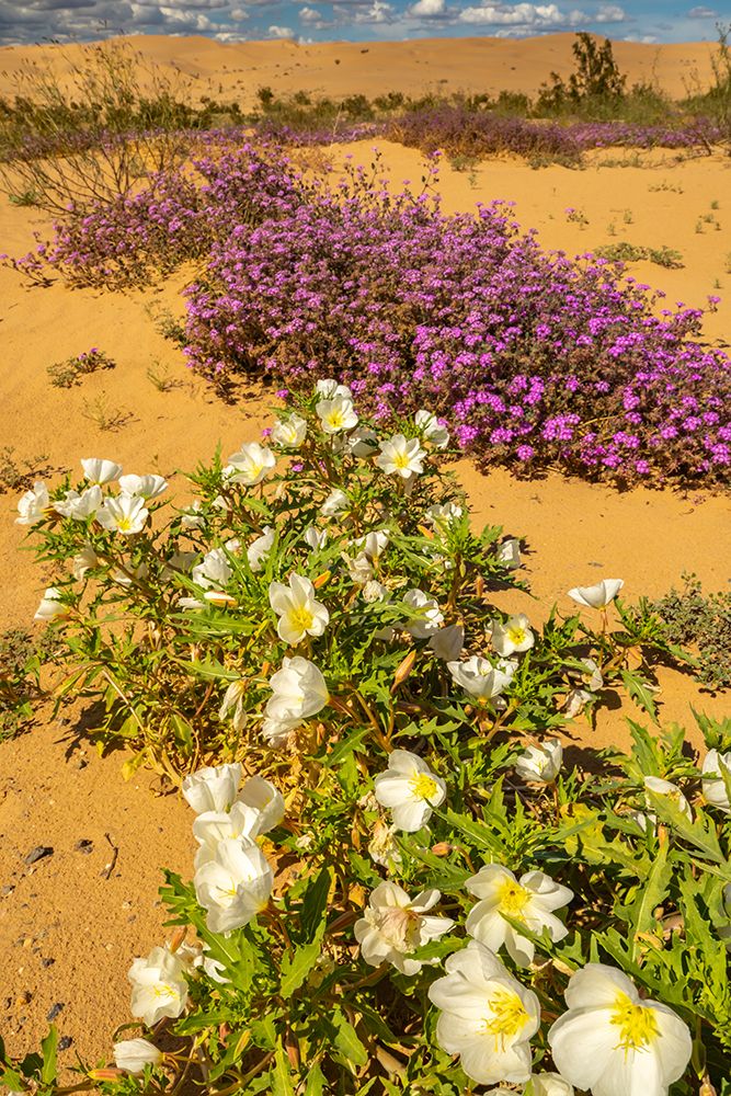 USA, California, Imperial Sand Dunes Recreation Area. Evening primrose and verbena flowers. art print by Jaynes Gallery for $57.95 CAD