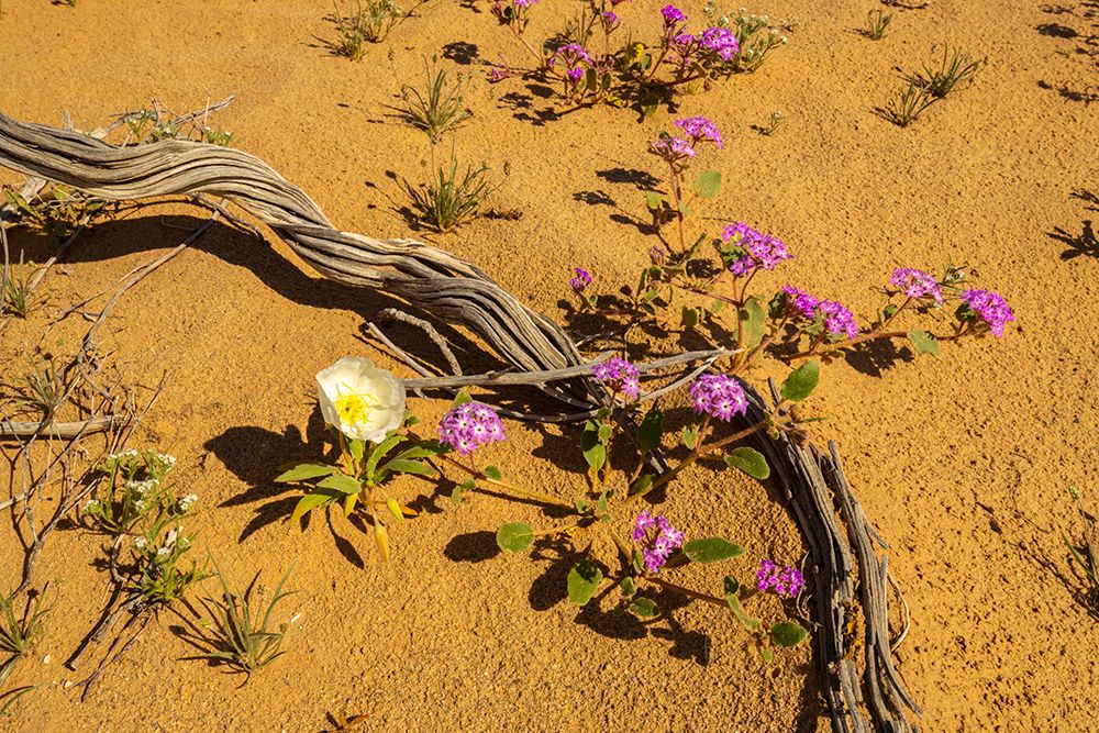 USA, California, Imperial Sand Dunes. Verbena and evening primrose flowers and cactus skeleton. art print by Jaynes Gallery for $57.95 CAD