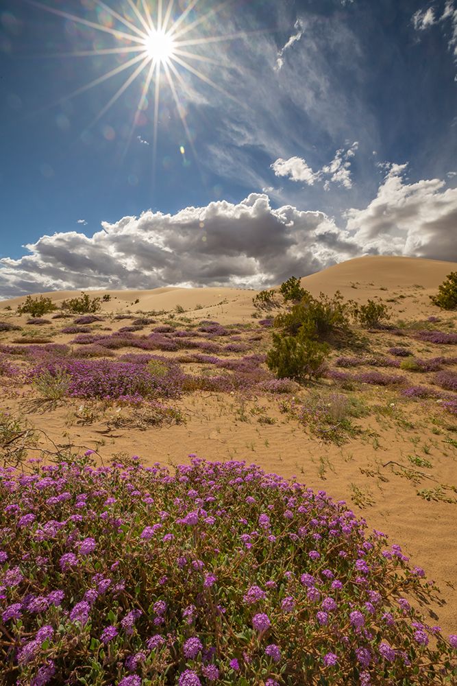 USA, California, Imperial Sand Dunes Recreation Area. Blooming verbena flowers. art print by Jaynes Gallery for $57.95 CAD
