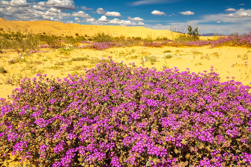 USA, California, Imperial Sand Dunes Recreation Area. Blooming verbena flowers. art print by Jaynes Gallery for $57.95 CAD