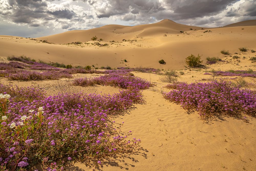 USA, California, Imperial Sand Dunes Recreation Area. Evening primrose and verbena flowers. art print by Jaynes Gallery for $57.95 CAD