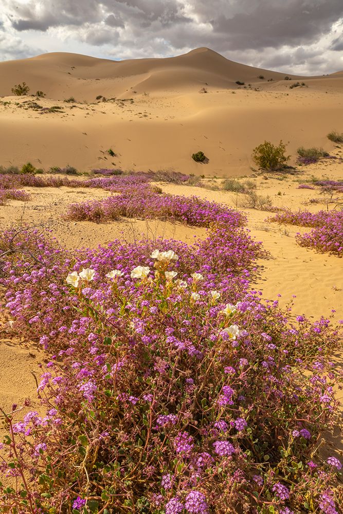 USA, California, Imperial Sand Dunes Recreation Area. Evening primrose and verbena flowers. art print by Jaynes Gallery for $57.95 CAD
