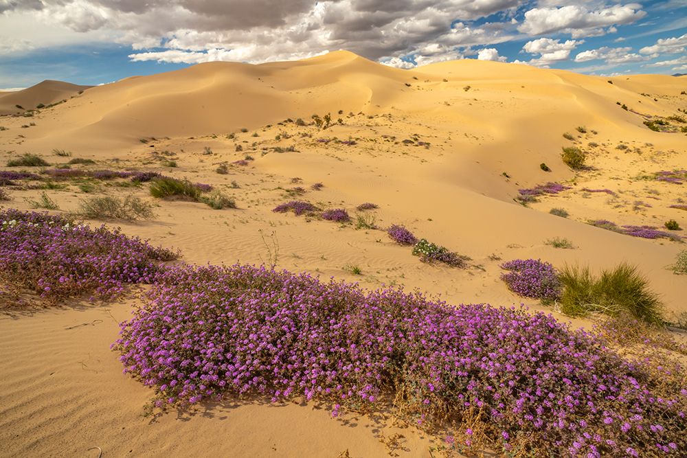 USA, California, Imperial Sand Dunes Recreation Area. Blooming verbena flowers. art print by Jaynes Gallery for $57.95 CAD