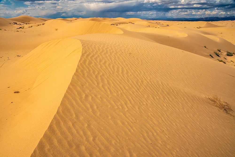USA, California, Imperial Sand Dunes Recreation Area. Sand dune ripples. art print by Jaynes Gallery for $57.95 CAD
