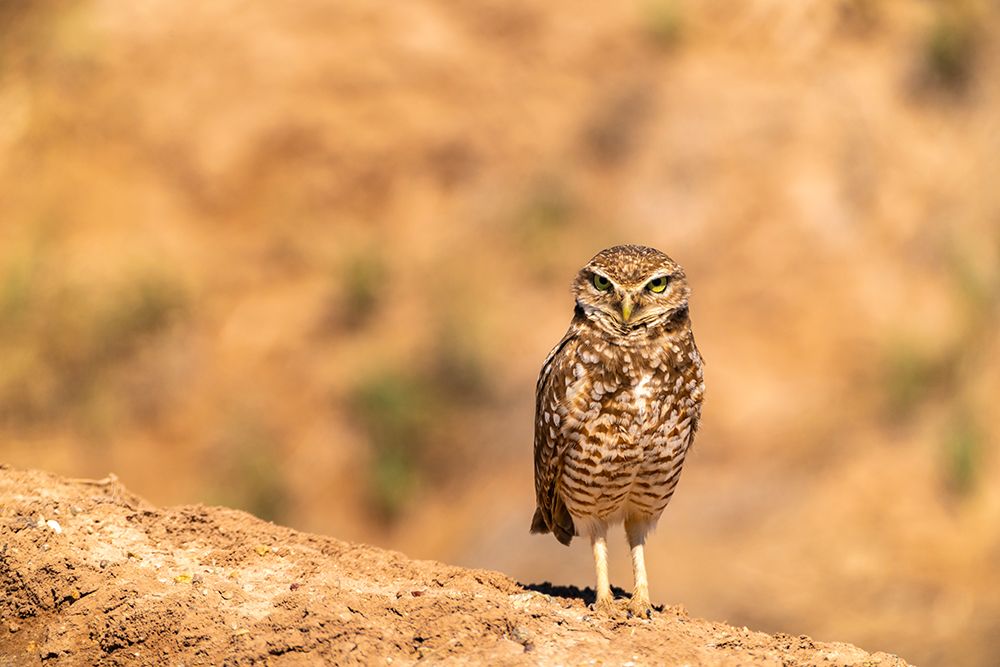 USA, California, Anza Borrego Desert State Park. Burrowing owl close-up. art print by Jaynes Gallery for $57.95 CAD