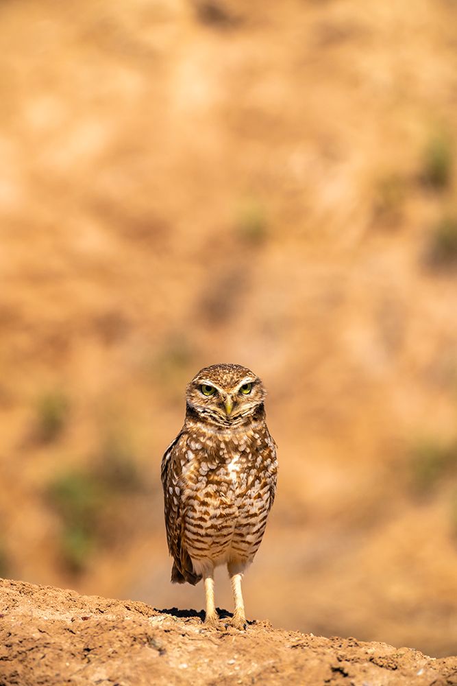 USA, California, Anza Borrego Desert State Park. Burrowing owl close-up. art print by Jaynes Gallery for $57.95 CAD