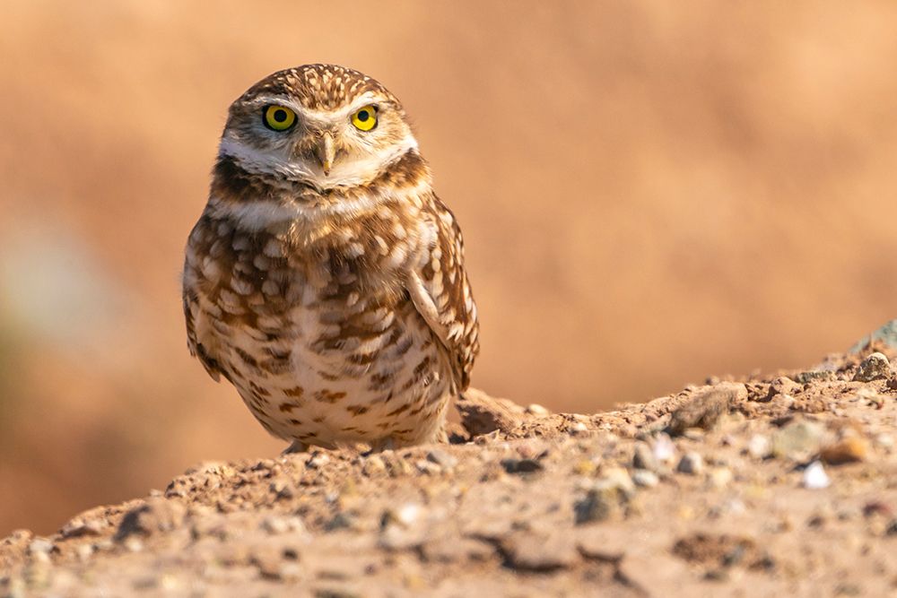 USA, California, Anza Borrego Desert State Park. Burrowing owl close-up. art print by Jaynes Gallery for $57.95 CAD
