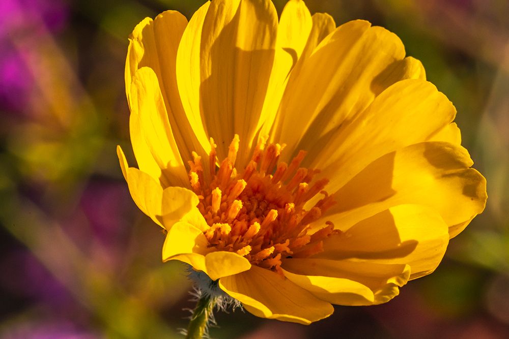 USA, California, Anza Borrego Desert State Park. Goldfields blossom close-up. art print by Jaynes Gallery for $57.95 CAD