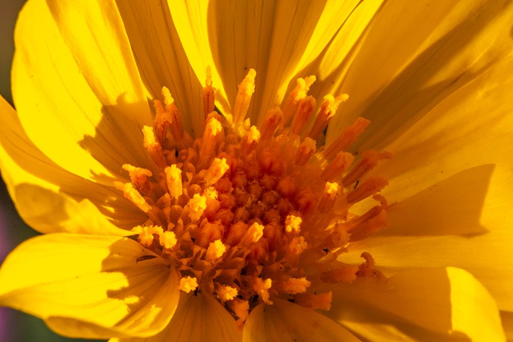 USA, California, Anza Borrego Desert State Park. Goldfields blossom close-up. art print by Jaynes Gallery for $57.95 CAD