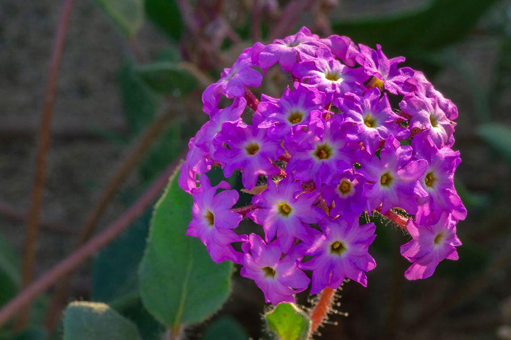 USA, California, Anza Borrego Desert State Park. Verbena blossom close-up. art print by Jaynes Gallery for $57.95 CAD