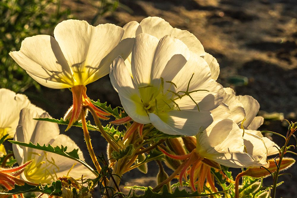 USA, California, Anza Borrego Desert State Park. Evening primrose blossoms. art print by Jaynes Gallery for $57.95 CAD
