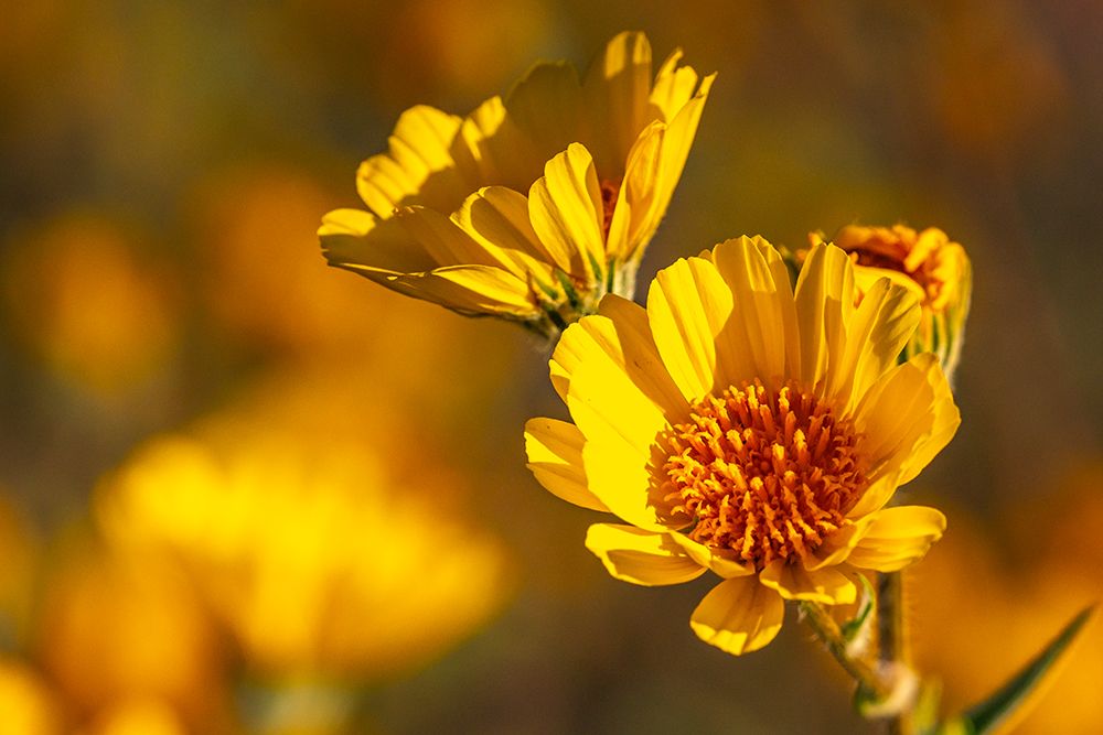 USA, California, Anza Borrego Desert State Park. Goldfields blossoms close-up. art print by Jaynes Gallery for $57.95 CAD